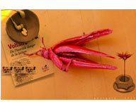 H18:37:14  CORONA VOLTAIRE EFFECT / ALOE RUBRUM hiding from ALOE VERA